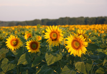 Fototapeta premium Champs de tournesols