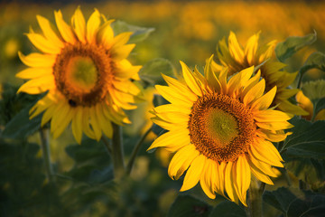 Fototapeta premium Tournesols