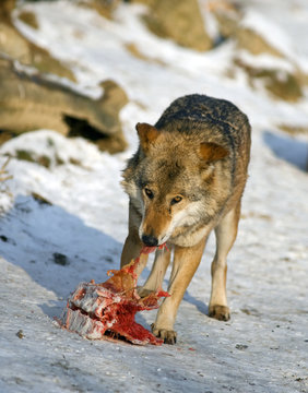 wolf with carcass