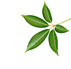 Obraz premium Tree twig isolated on white background