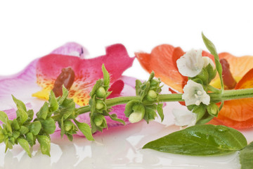 foglia di basilico con fiori