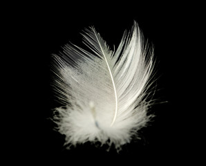feather