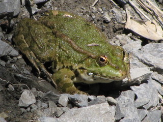 crapaud
