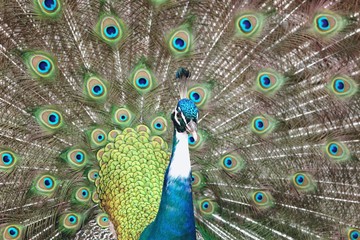 Obraz premium Pfau