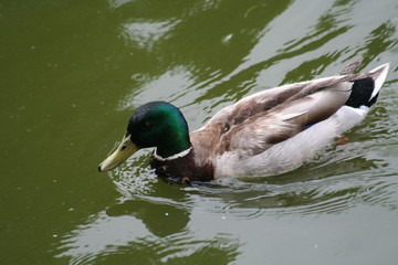 male duck