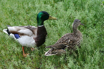 ducks pair in the grass