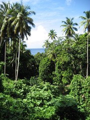 Fototapeta na wymiar Vegetation in der Karibik