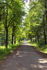 Waldweg