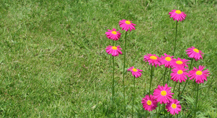 garden flowers