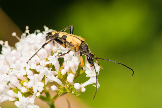 Longhorn Beetle (Strangalia Maculata)