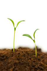 Two seedlings illustrating the concept of new life