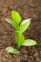 New life concept - green seedling growing out of soil