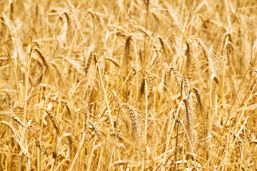 Wheat field on the bright summer day