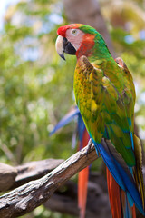 pappagallo variopinto