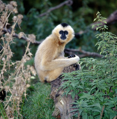 Gibbon_112881