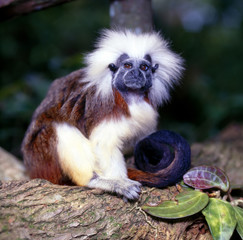 Lisztaeffchen_111048