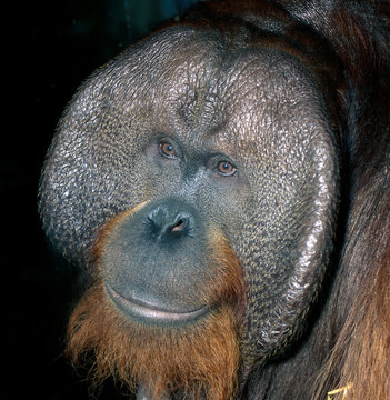 Orang_Utan_112583