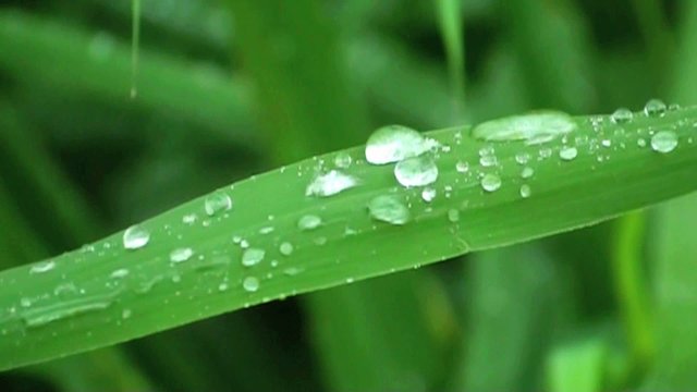 regentropfen fallen in zeitlupe auf einen schilfblatt