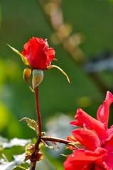 Rosen
