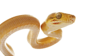 Obraz premium Amazon tree boa