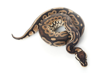 Fototapeta premium ball python