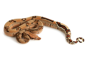 Pastel Jungle Columbian Red-tailed Boa