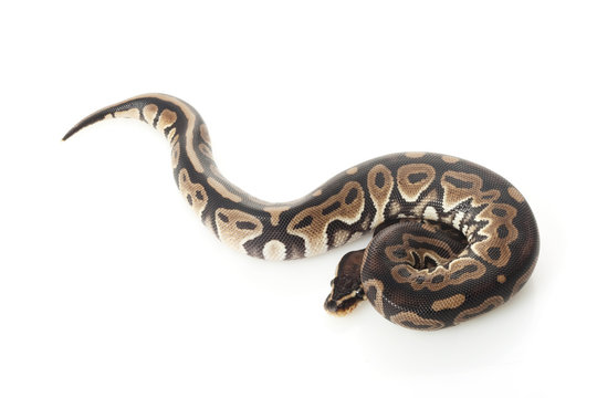 lball python