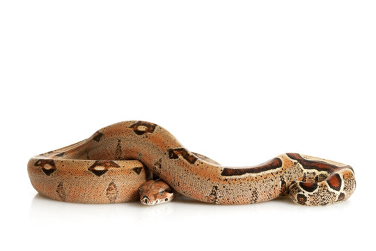 Pastel Jungle Columbian Red-tailed Boa