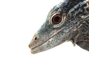 Blue Tree Monitor Lizard