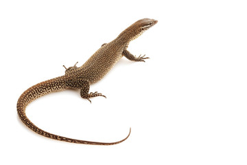 Timor Monitor lizard