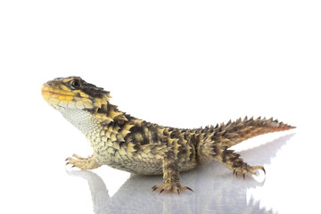 Giant Girdled Lizard