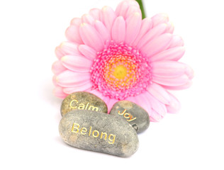 gerbera and stones