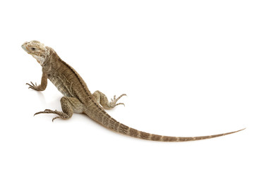 Rhinoceros Iguana