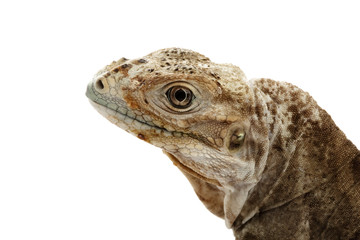 Rhinoceros Iguana