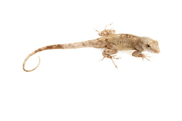 Naklejka premium Green Anole