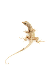 Green Anole