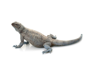 Angel Island Chuckwalla