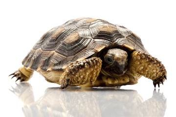 Patagonian Tortoise