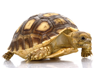 African Spurred Tortoise