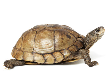 Fototapeta premium Coahuilan Box Turtle