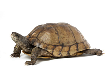 Naklejka premium Coahuilan Box Turtle