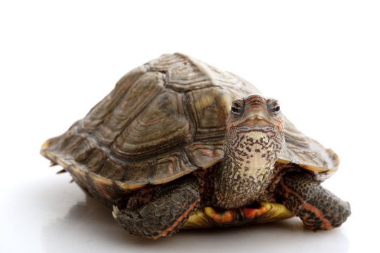 Honduran Wood Turtle