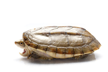 Obraz premium turtle lisolated on white background