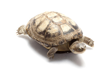 Obraz premium Pacific coast giant musk turtle