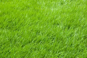 Grass background