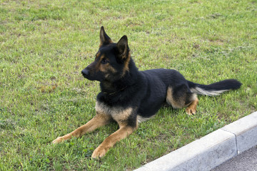 German shepherd sitting on a green grass.