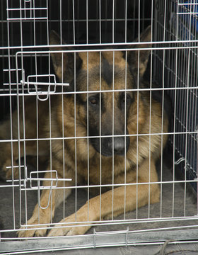 German shepherd in a car cage.