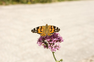 Farfalla