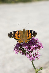 Farfalla