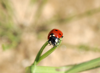 Fototapeta premium ladybird